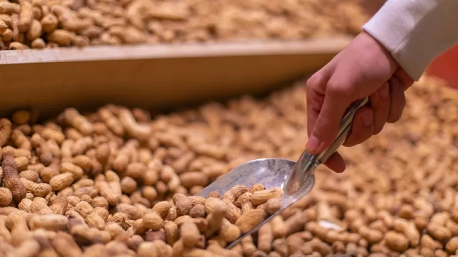 entre 60 e 70 da producao de amendoim em casca do brasil e exportada 1764895439726 v2 900x506 jpg O alimento comum que supera o ovo em proteína e ganhou destaque em dietas - Diário do Centro do Mundo