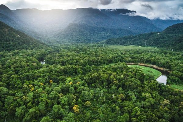 BNDES investe R$ 150 milhões em recuperação da Mata Atlântica