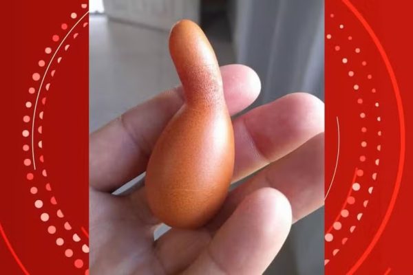 Formato de ovo surpreende e explicação está dentro da galinha; entenda