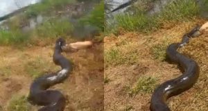 Sucuri capturando cachorro em montagem de duas fotos