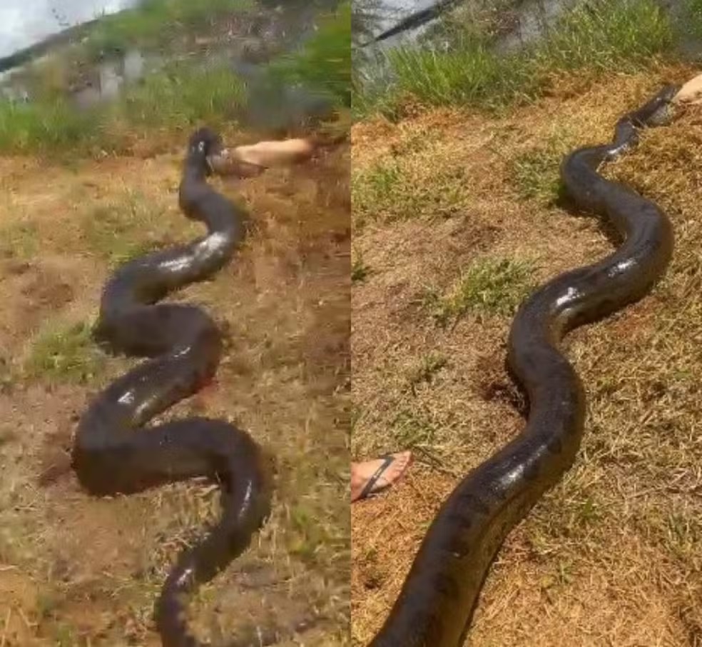 Sucuri capturando cachorro em montagem de duas fotos