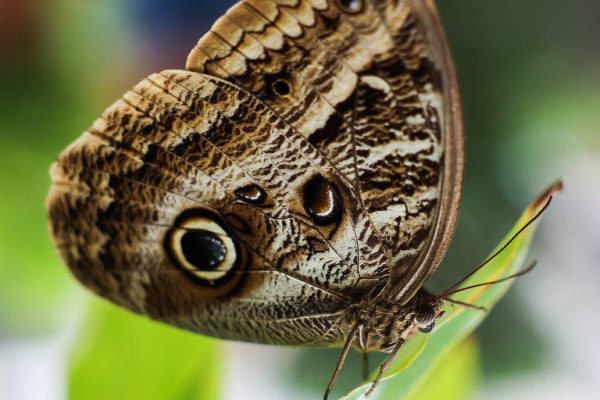 O que está por trás dos ataques red pill à tatuagem de borboleta