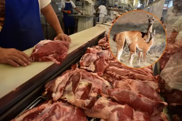 Além de carne de burro, argentinos estão comendo guanacos por causa da crise