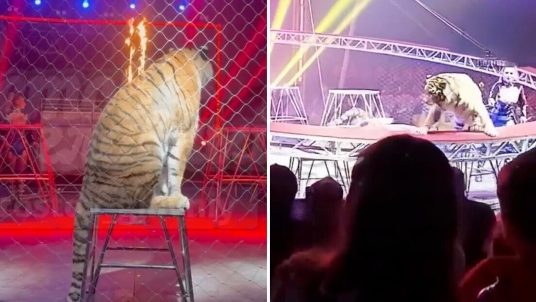 Tigre fugiu da área de proteção em circo na Rússia.