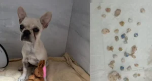 A cachorrinha teria consumido 55 pedras de crack e tutora foi presa por maus-tratos