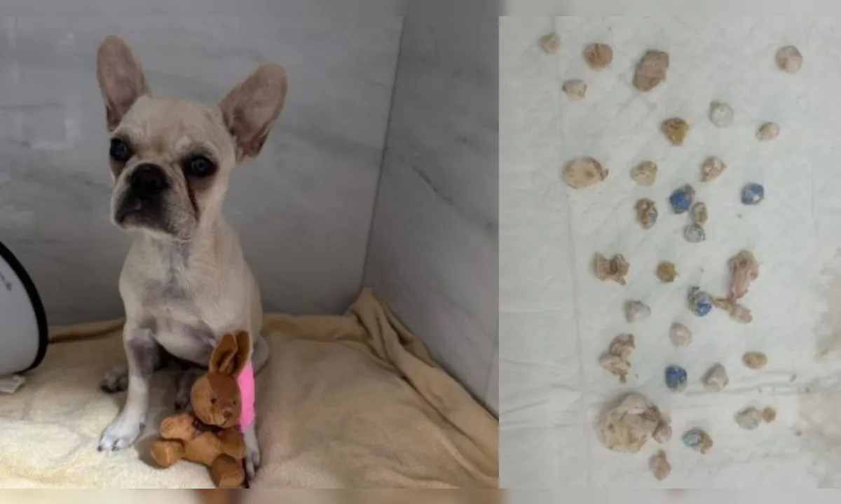 A cachorrinha teria consumido 55 pedras de crack e tutora foi presa por maus-tratos