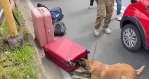 Malas no chão e cachorro