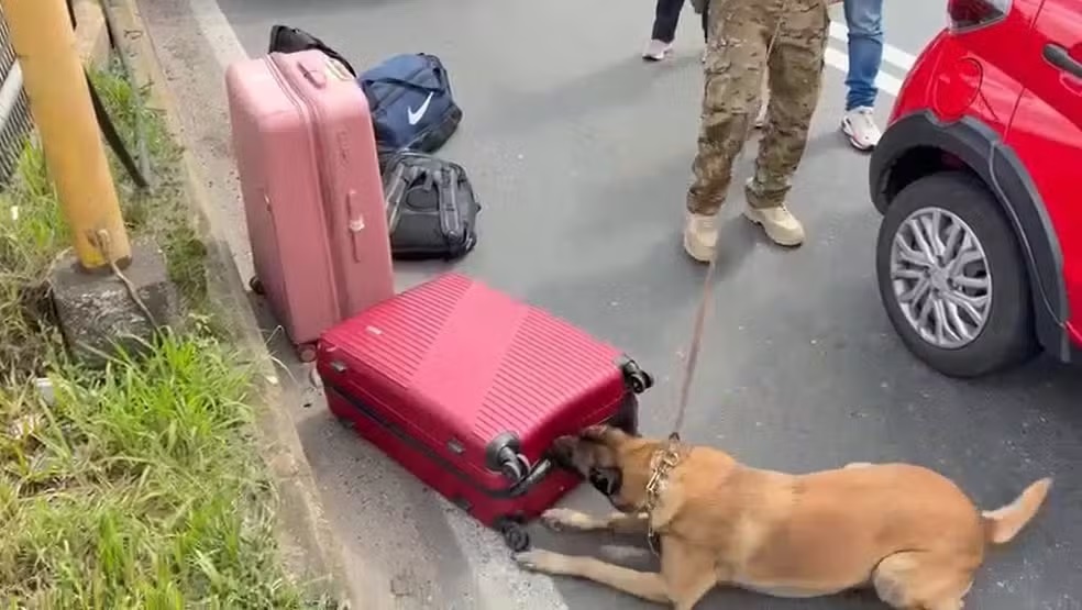 Malas no chão e cachorro