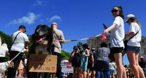 Tutores realizam protesto pelo cão Orelha