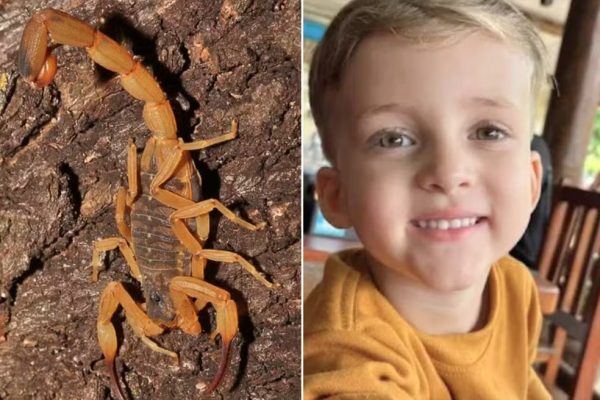 Menino morre por picada de escorpião e pai detona hospital: "Não tem preparo"