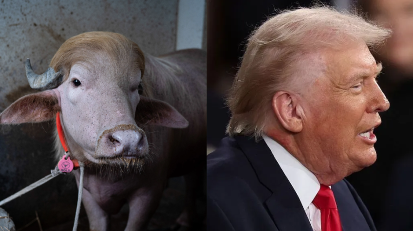 búfalo Trump Bangladesh