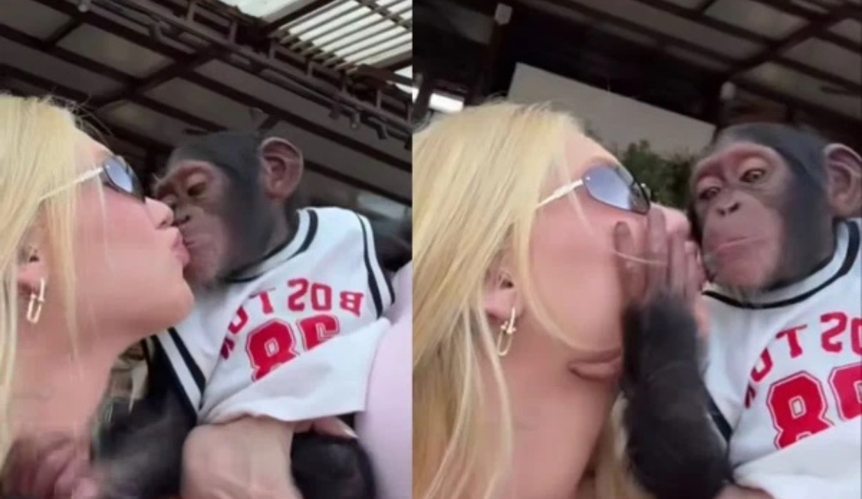 Virginia Fonseca beijando macaco em montagem de duas fotos