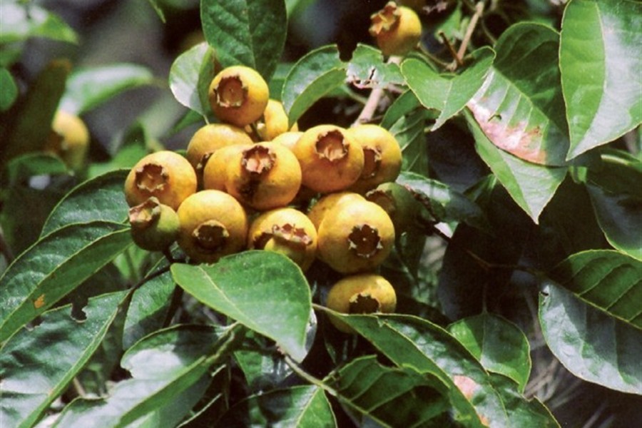 Guabiroba