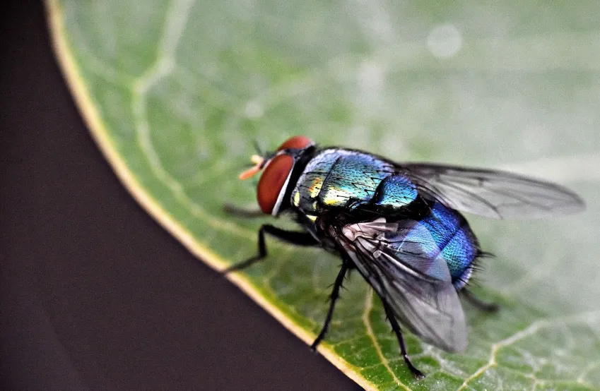 mosca