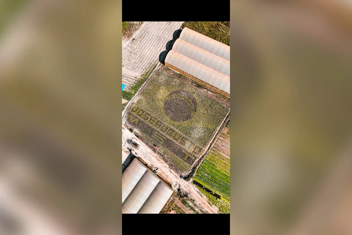 Plantação de alfaces no formato da bandeira do Brasil