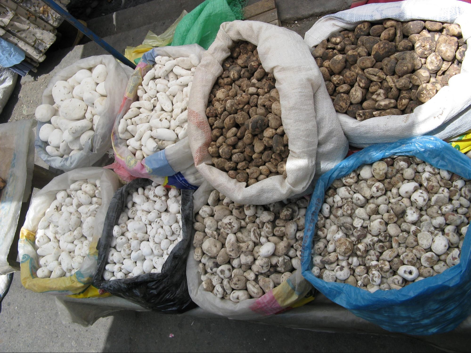 Duas batatas liofilizadas encontradas em depósito inca no Peru