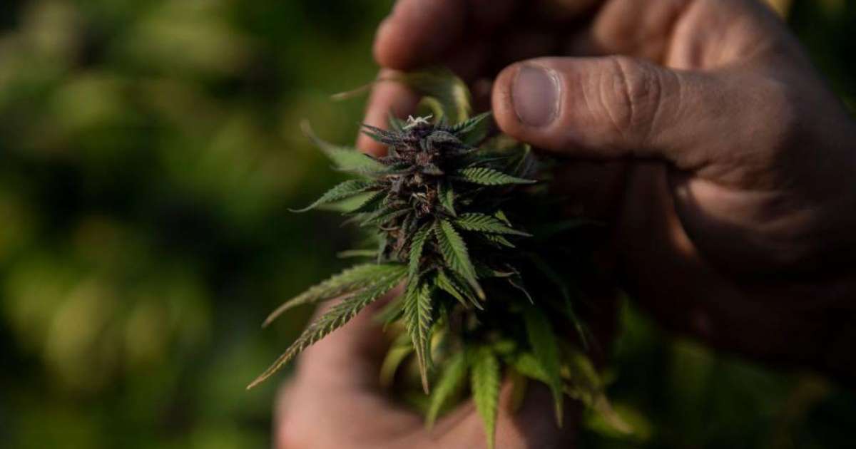 Folhas de cannabis em planta verde