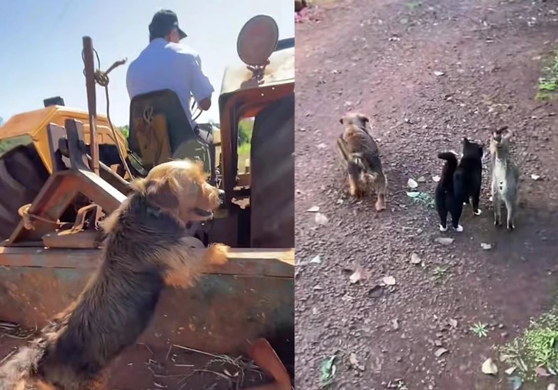 Cachorrinho Spencer em fazenda de Santa Catarina