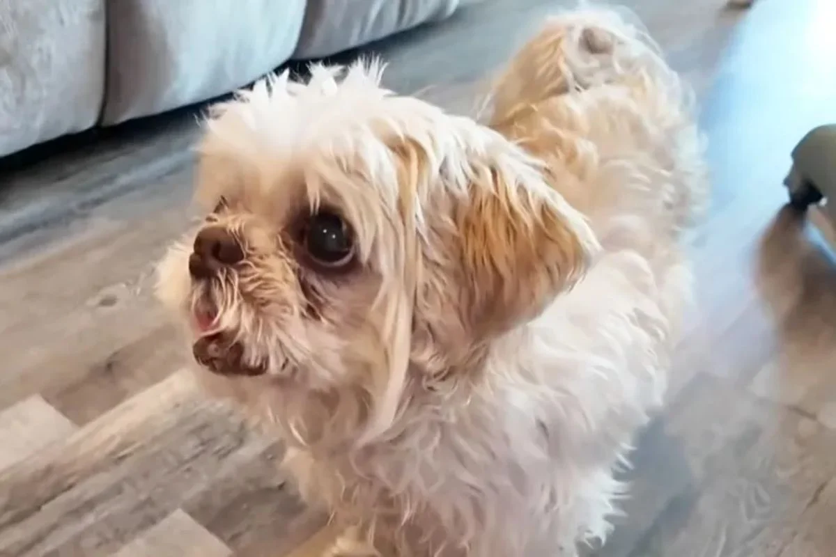 Shih tzu Apollo, de 13 anos