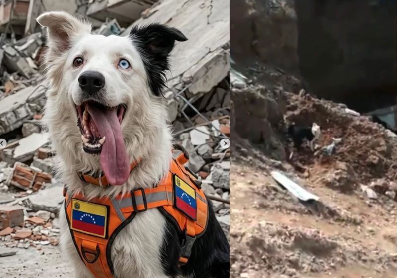 Cão Tsunami durante trabalho de busca em área de escombros