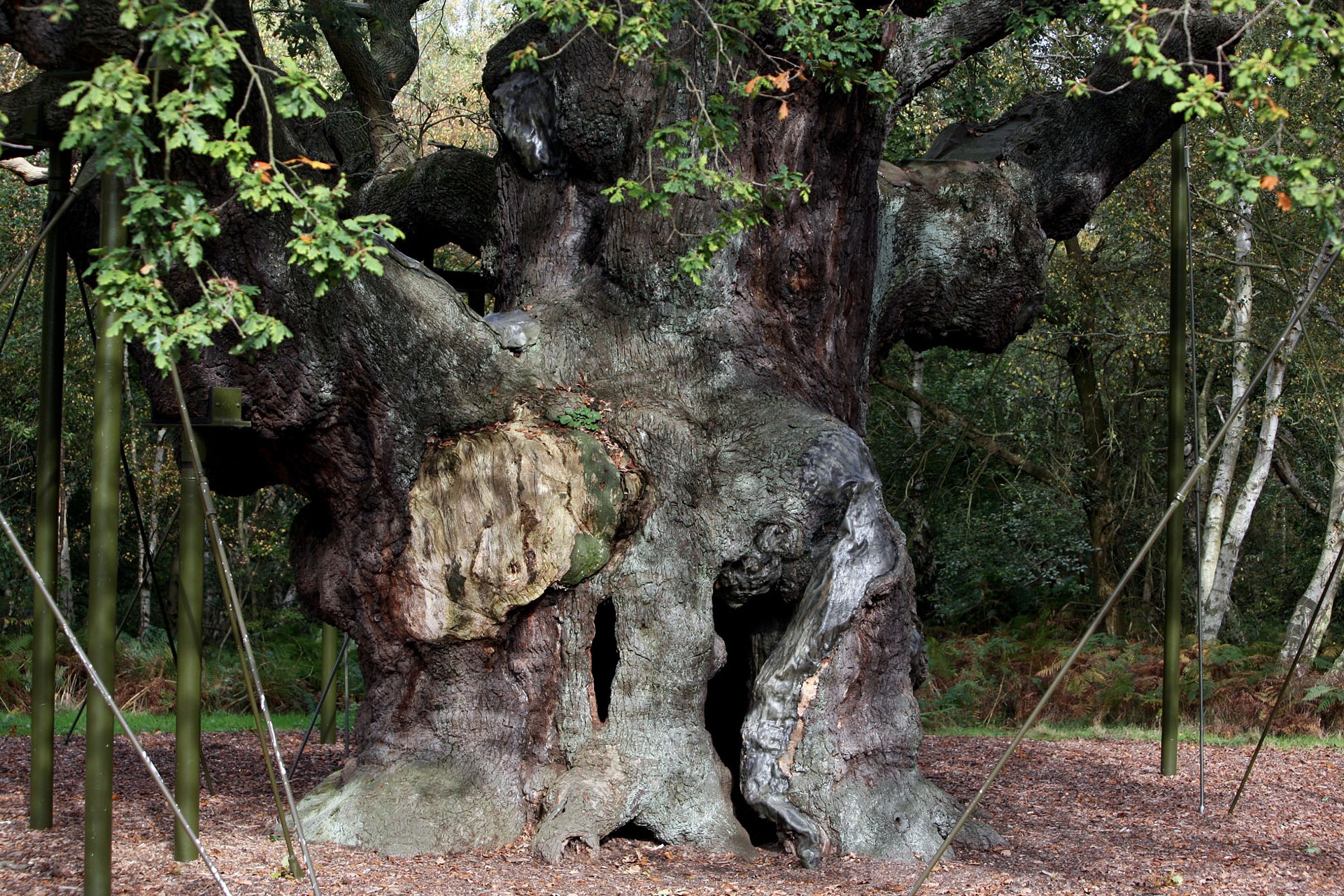 Carvalho Major Oak na Floresta de Sherwood, na Inglaterra