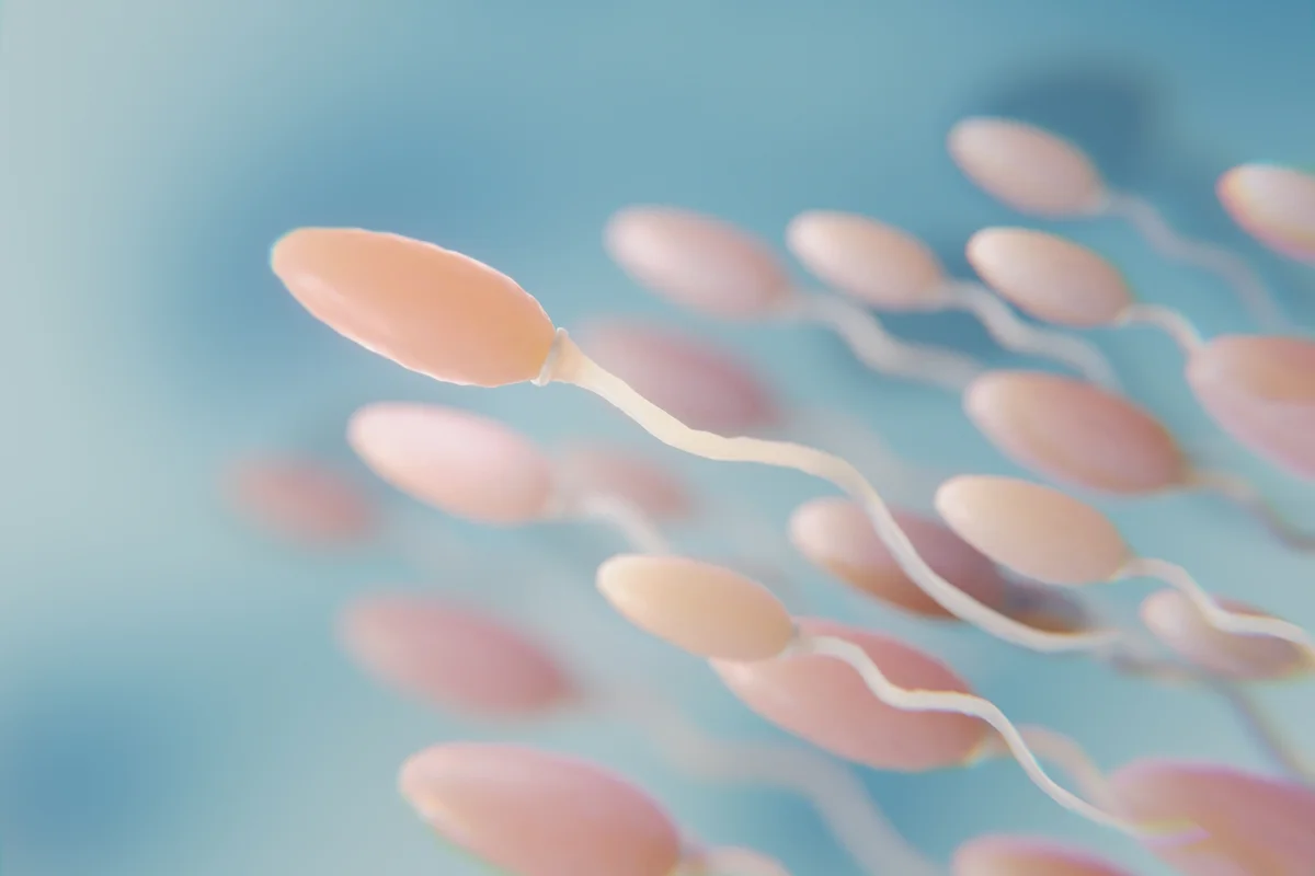 Espermatozoides vistos ao microscópio