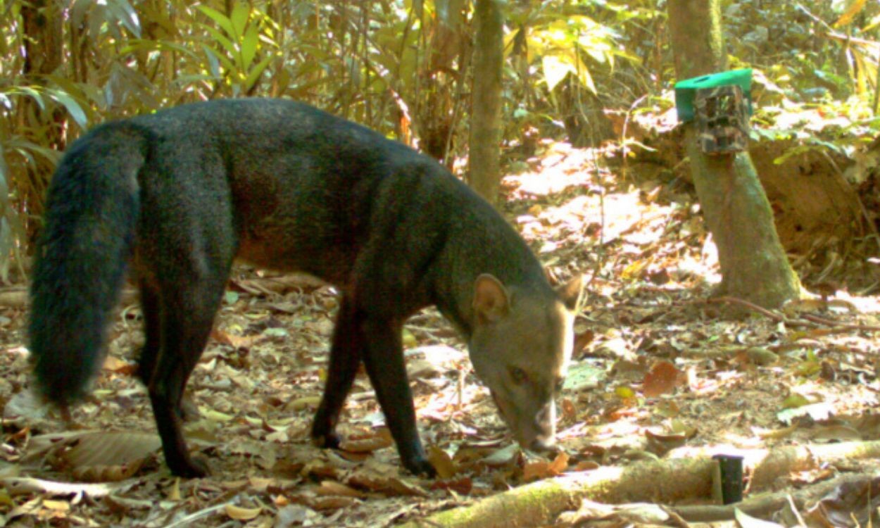 Cachorro-do-mato-de-orelhas-curtas em área de floresta