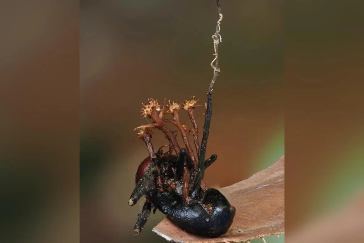 Fungos sobre formiga morta em ambiente de floresta tropical