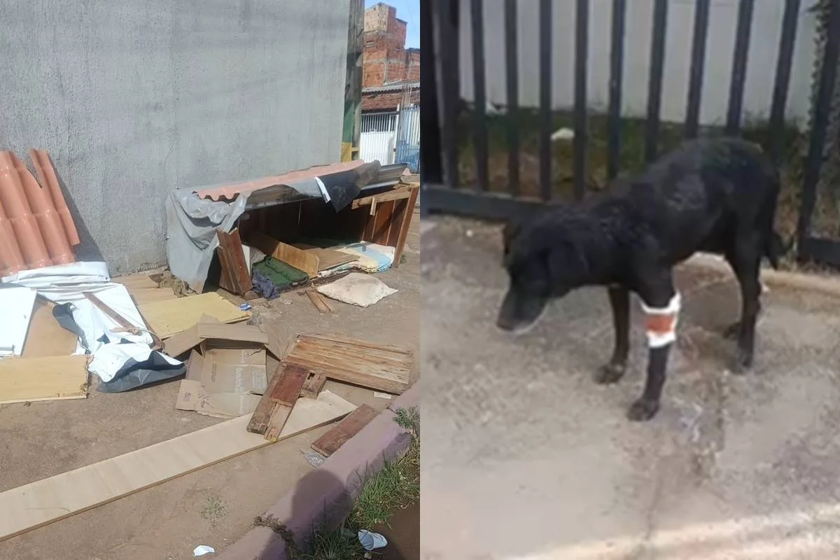 Cão com pata ferida após ataque no Recanto das Emas