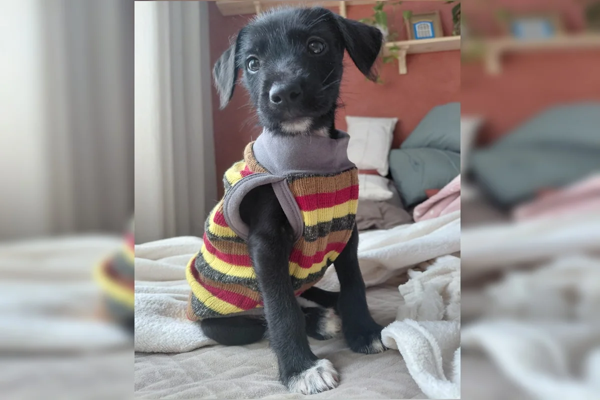 Jorginho ao lado de outros cães