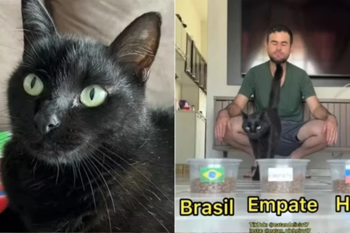 Gato Milu diante de potes de ração usados para previsão de jogo
