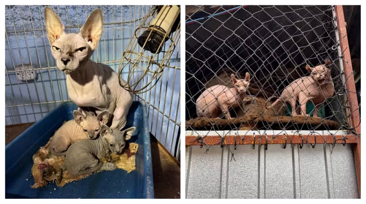 Gatos mantidos em gaiolas em imóvel investigado pela Polícia Civil
