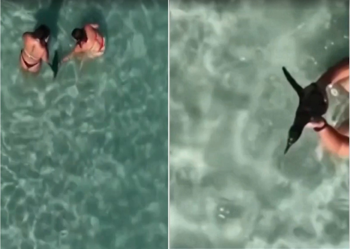 Mulher segurando pinguim no mar em Arraial do Cabo