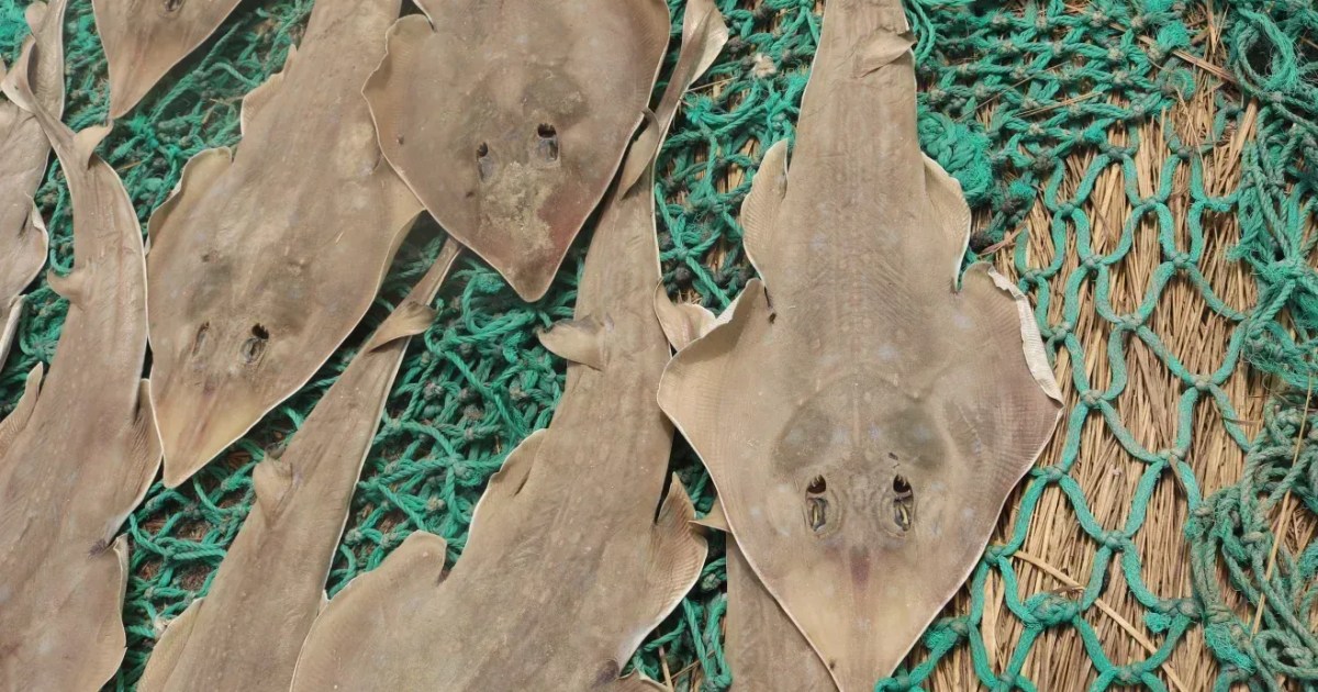 Peixe-guitarra, animal marinho achatado semelhante a tubarão e arraia