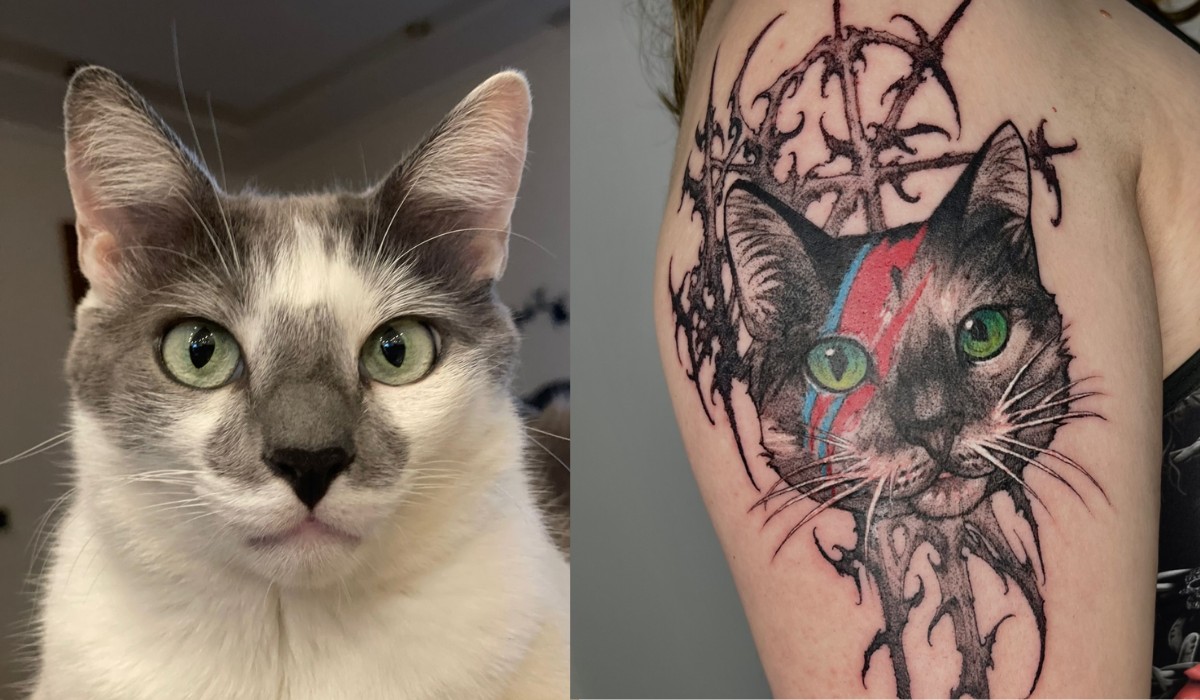 Tatuagem em homenagem ao gato Bowie