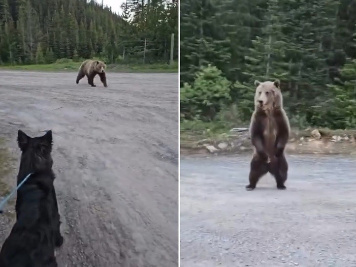 Urso-pardo próximo a uma trilha