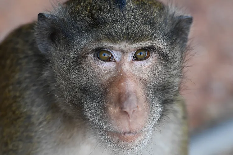 macaco