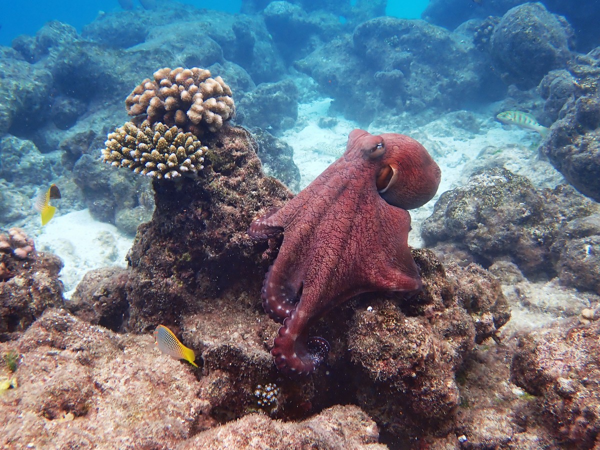 Polvo no fundo do mar