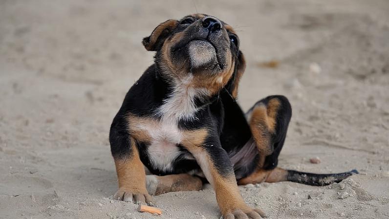 Cão durante atendimento veterinário