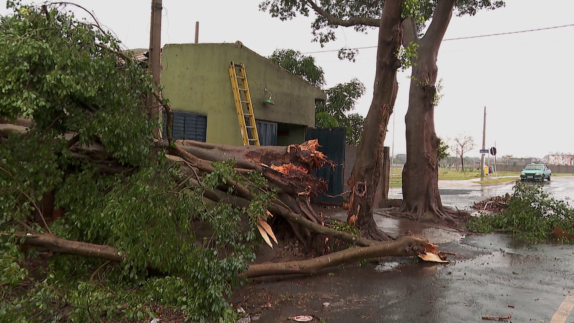 Casa atingida por árvore em Ribeirão Preto