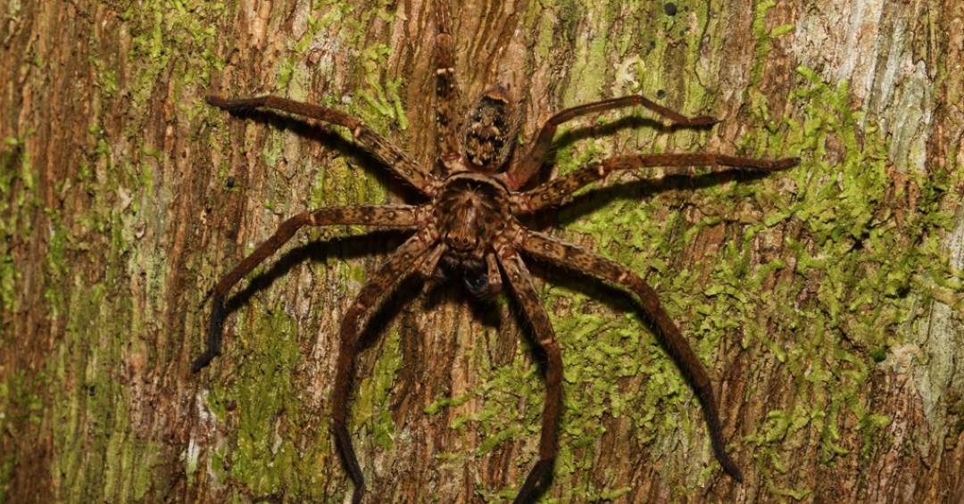 Aranha-huntsman de pernas longas sobre superfície clara