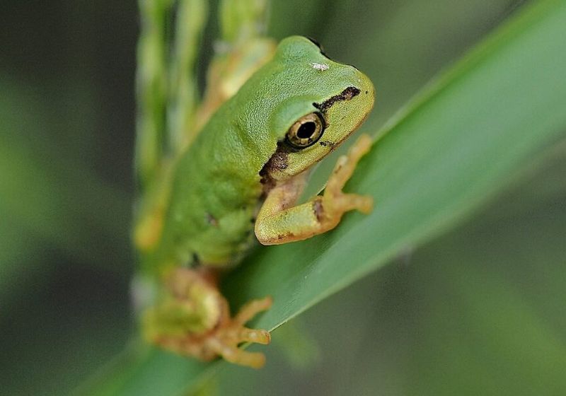 Rã sobre superfície verde