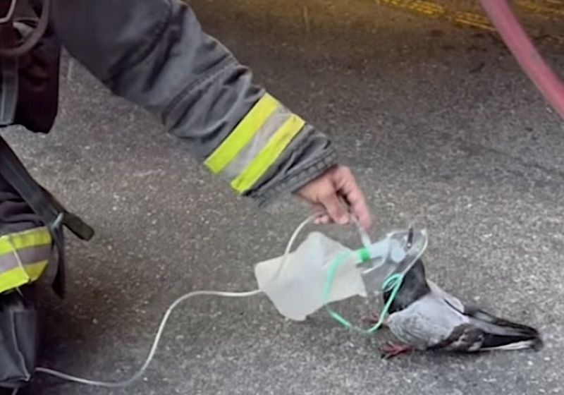 Bombeiro segura máscara de oxigênio próxima a um pombo