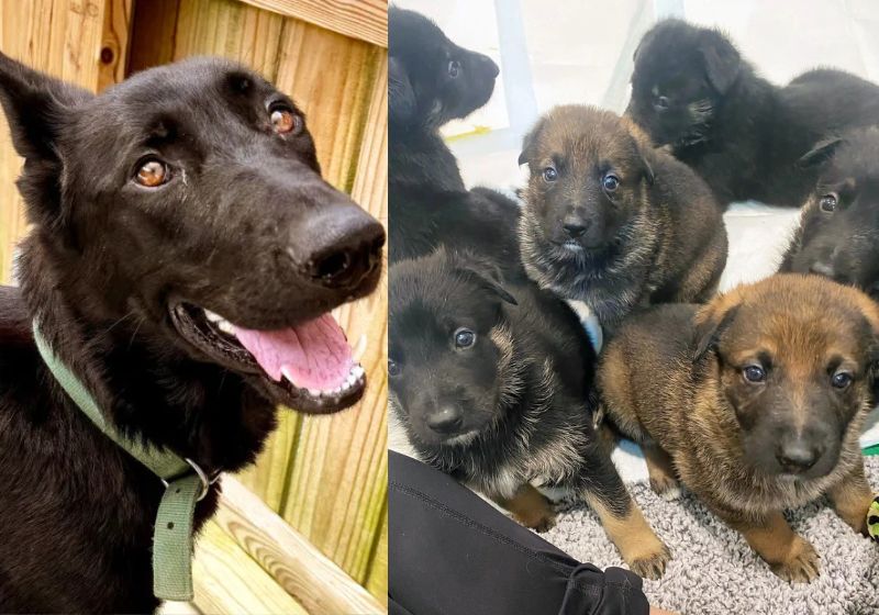 Cachorra adulta deitada ao lado de filhotes recém-nascidos