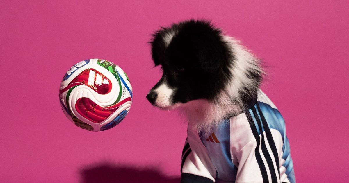 Cachorro usando a pata para segurar um brinquedo