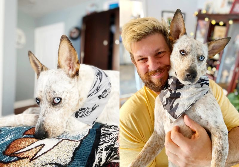 Zephyr, cachorro surdo adotado por Carolyn Christ