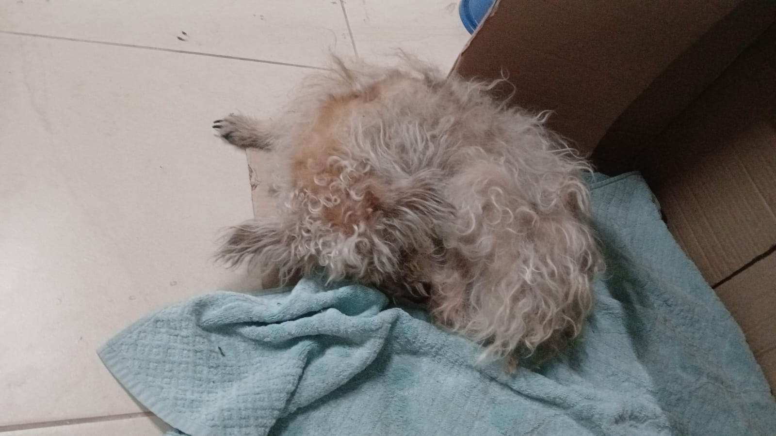 Cadela encontrada na rua em Jundiaí