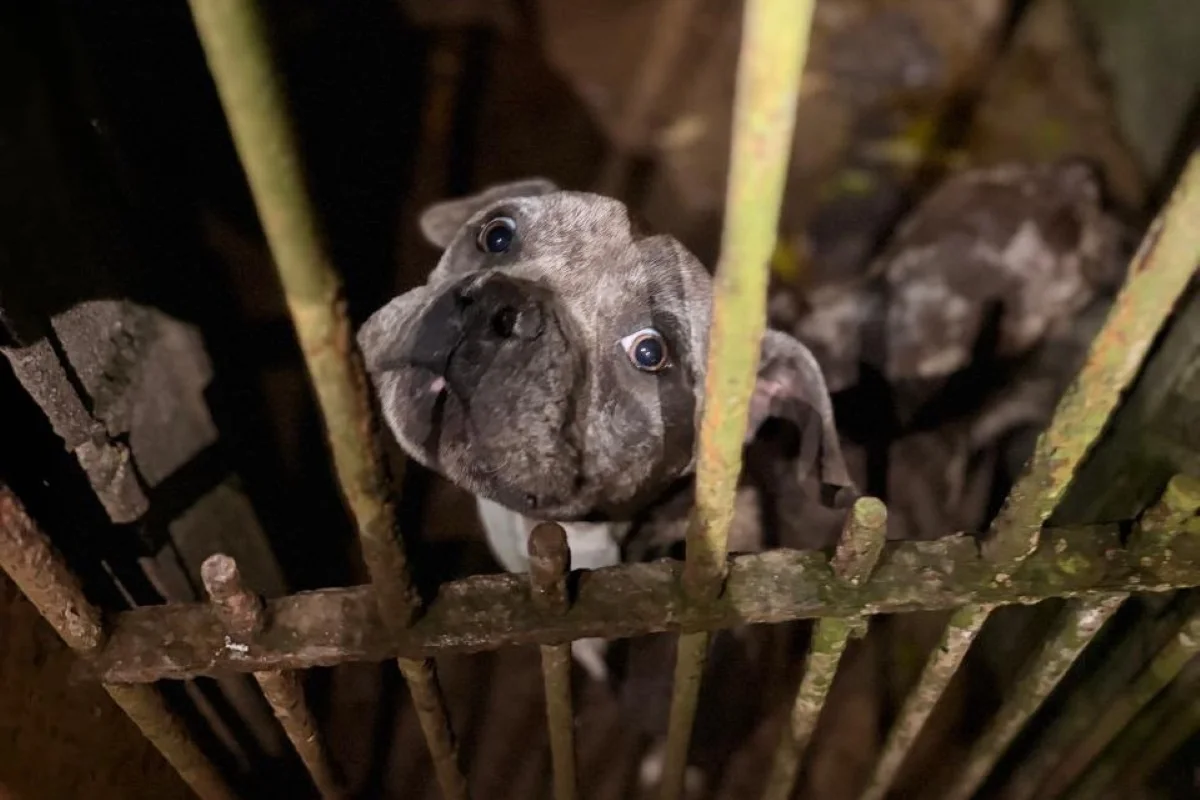 Cães resgatados em imóvel abandonado em Cotia