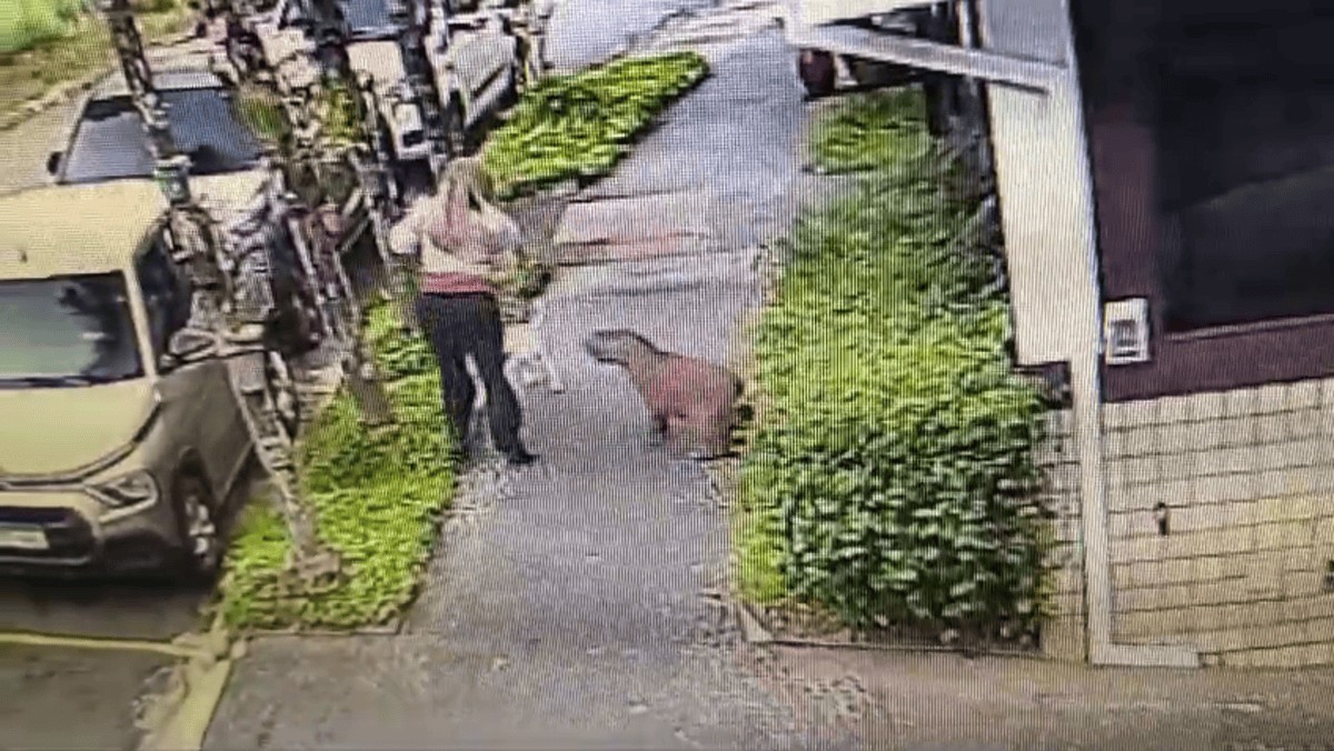 Capivara próxima a cachorro em calçada durante ataque em Campinas