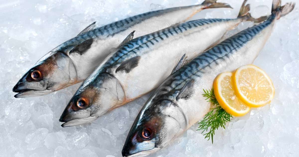 Cavala, peixe rico em ômega-3